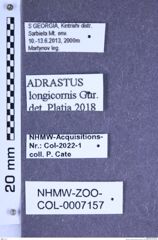 Etiketten zu Adrastus longicornis (Gurjeva, 1976) (NHMW-ZOO-COL-0007157)